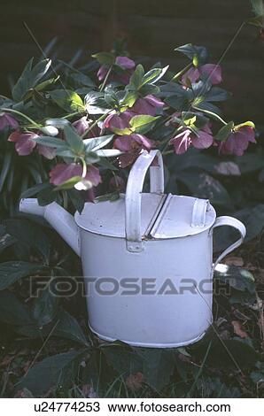 Stock Image - Old white enamel watering can and purple helleborus. Fotosearch