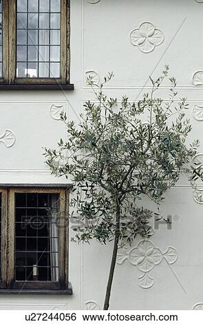 Stock Photograph - Olive tree in front of traditional white house with pargetting on walls. Fotosearch