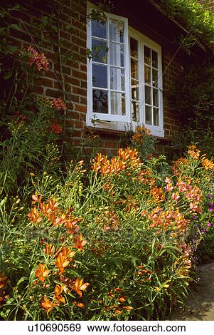 Stock Photo - Orange alstroemerias below open white casement window. Fotosearch