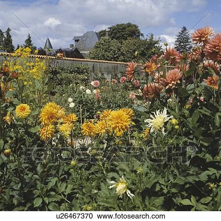Orange and yellow dahlias in border in large country garden in summer View Large Photo Image Stock Image - Orange and yellow dahlias in border in large country garden in summer. Fotosearch