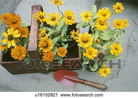 Orange and yellow marigolds in wooden trug with small red trowel View Large Photo Image Stock Image - Orange and yellow marigolds in wooden trug with small red trowel. Fotosearch