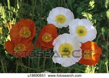 orange, annuals, white, papaver nudicaule, poppy, summer, plants View Large Photo Image Stock Image - orange, annuals, white, papaver nudicaule, poppy, summer, plants. Fotosearch