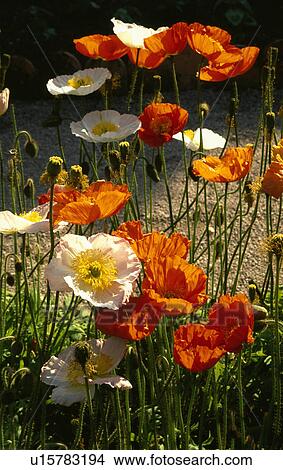 orange, eschscholzia californica, poppy, white, annuals, plants View Large Photo Image Picture - orange, eschscholzia californica, poppy, white, annuals, plants. Fotosearch