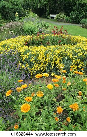Orange marigolds in large country garden with circular bed of yellow helichrysum View Large Photo Image Picture - Orange marigolds in large country garden with circular bed of yellow helichrysum. Fotosearch
