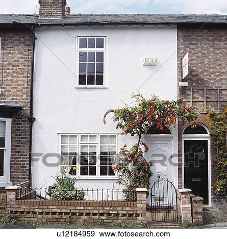 Orange pyracantha above door of white Victorian terraced cottage View Large Photo Image Stock Photo - Orange pyracantha above door of white Victorian terraced cottage. Fotosearch