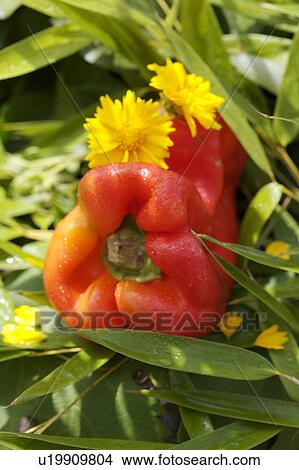 orange, still-life, fruit, yellow, food View Large Photo Image Picture - orange, still-life, fruit, yellow, food. Fotosearch