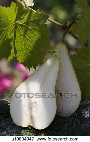Stock Photo - outside, still-life, fruit, food. Fotosearch