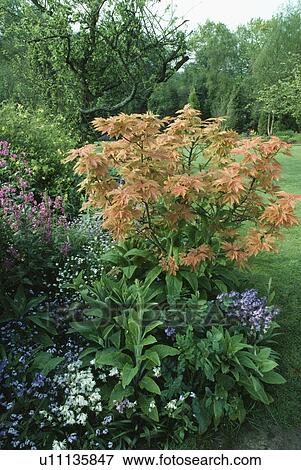 Stock Photo - Pale orange Acer in country garden border in spring. Fotosearch