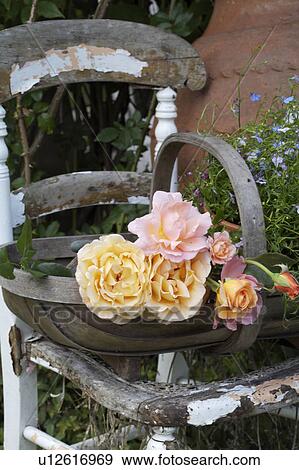 Pale yellow and pink roses in wooden trug on old wooden chair in the garden View Large Photo Image Stock Photo - Pale yellow and pink roses in wooden trug on old wooden chair in the garden. Fotosearch