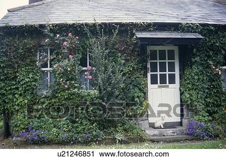Parthenocissus on single storey cottage with white front door View Large Photo Image Stock Image - Parthenocissus on single storey cottage with white front door. Fotosearch