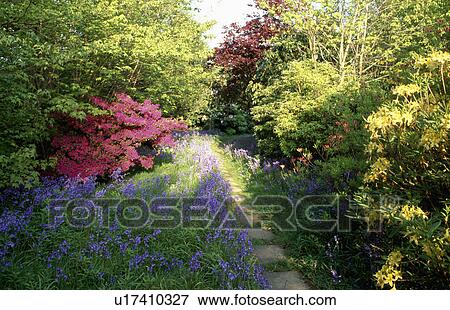 Stock Photo - Path through borders with bluebells and pink azaleas in large country garden in spring . Fotosearch