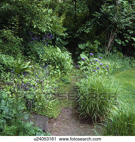 Stock Image - Path through grasses and underplanting in natural country garden. Fotosearch