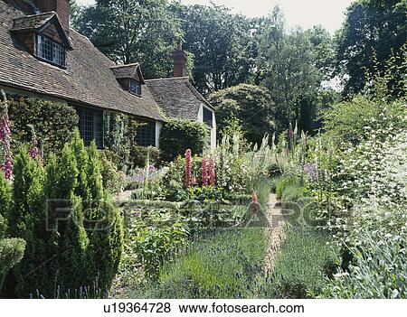 Path through lavender in Gertrude Jekyll summer garden in front of country house designed by Edwin Lutyens View Large Photo Image Stock Photo - Path through lavender in Gertrude Jekyll summer garden in front of country house designed by Edwin Lutyens. Fotosearch