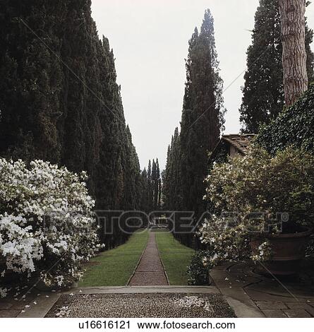 Stock Image - Paved and grass path through avenue of tall cypress trees in large Italian country garden in summer. Fotosearch