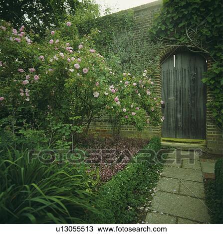 Paved path in walled garden with pink roses View Large Photo Image Stock Image - Paved path in walled garden with pink roses. Fotosearch