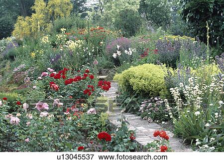 Paved path through summer garden borders with pink and red roses and white sisyrichium View Large Photo Image Stock Photo - Paved path through summer garden borders with pink and red roses and white sisyrichium. Fotosearch
