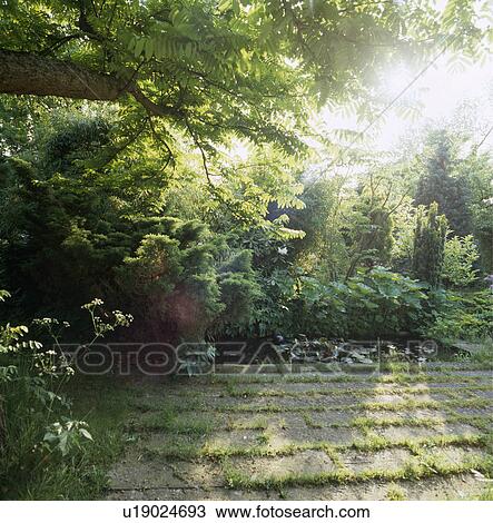 Paving and pond below tree in country garden View Large Photo Image Stock Image - Paving and pond below tree in country garden. Fotosearch