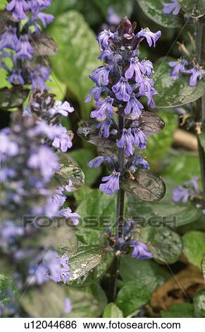 Stock Photograph - perennial, ajuga, blue, summer, plants. Fotosearch