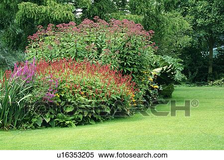 Persicaria and eupatorium in border beside lawn in large country garden in summer View Large Photo Image Stock Photography - Persicaria and eupatorium in border beside lawn in large country garden in summer. Fotosearch
