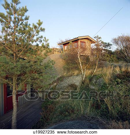 Stock Photography - Pine tree in dry rocky garden with wooden summerhouse. Fotosearch