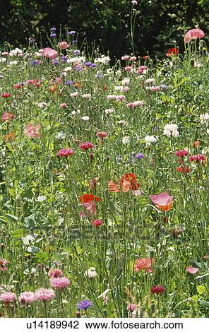 Pink and blue cornflowers with poppies growing in long grass of wildflower meadow View Large Photo Image Stock Image - Pink and blue cornflowers with poppies growing in long grass of wildflower meadow. Fotosearch