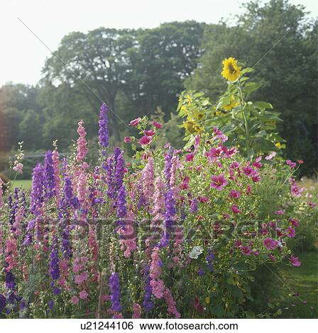Stock Photograph - Pink and blue larkspur in summer garden border. Fotosearch