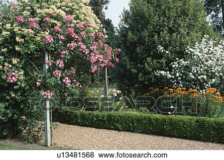 Pink and white climbing roses on rustic pole beside gravel path in summer garden View Large Photo Image Stock Photo - Pink and white climbing roses on rustic pole beside gravel path in summer garden. Fotosearch