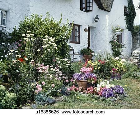 Pink and white daisies in summer garden border behind blue lobelia in pot View Large Photo Image Stock Photograph - Pink and white daisies in summer garden border behind blue lobelia in pot. Fotosearch