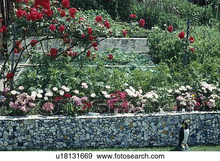 Pink bellis and godetia with red roses in raised flower beds with mosaic walls made from broken china View Large Photo Image Stock Photo - Pink bellis and godetia with red roses in raised flower beds with mosaic walls made from broken china. Fotosearch
