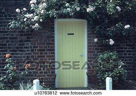 Pink climbing roses above yellow door in cottage wall View Large Photo Image Stock Image - Pink climbing roses above yellow door in cottage wall. Fotosearch