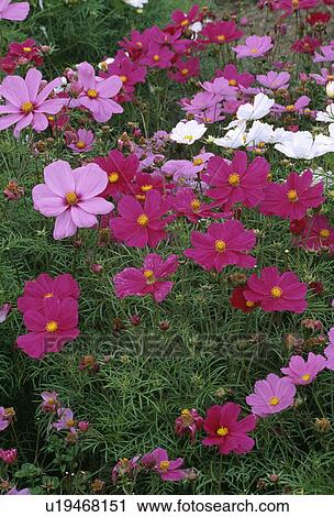 pink, cosmea bipannatus, pastel, summer, cosmos, annuals, plants View Large Photo Image Stock Image - pink, cosmea bipannatus, pastel, summer, cosmos, annuals, plants. Fotosearch
