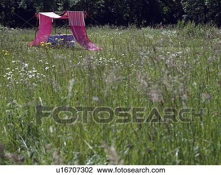 Pink cotton awning in field of long grass in country garden in summer View Large Photo Image Stock Image - Pink cotton awning in field of long grass in country garden in summer. Fotosearch
