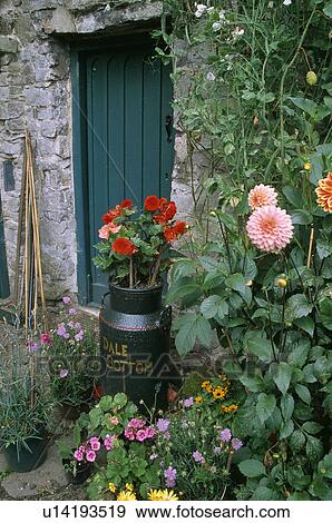 Pink dahlias beside back door of traditiona lcountry cottage in summer View Large Photo Image Stock Photo - Pink dahlias beside back door of traditiona lcountry cottage in summer. Fotosearch