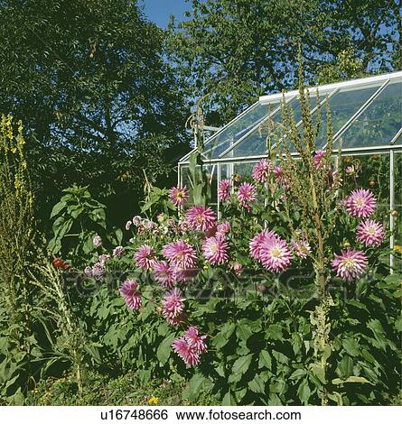 Stock Photograph - Pink dahlias in front of green house in country garden in summer. Fotosearch