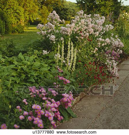 Pink Erigeron and campanula in herbaceous border beside path in large country garden in summer View Large Photo Image Stock Image - Pink Erigeron and campanula in herbaceous border beside path in large country garden in summer. Fotosearch