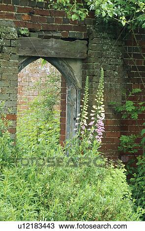 Pink foxgloves beside open door in brick garden wall View Large Photo Image Stock Image - Pink foxgloves beside open door in brick garden wall. Fotosearch