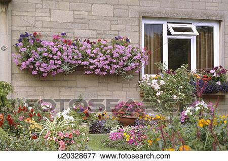 Pink geraniums in hanging baskets on wall of seventies suburban house with flowering annuals in front garden View Large Photo Image Stock Photo - Pink geraniums in hanging baskets on wall of seventies suburban house with flowering annuals in front garden. Fotosearch