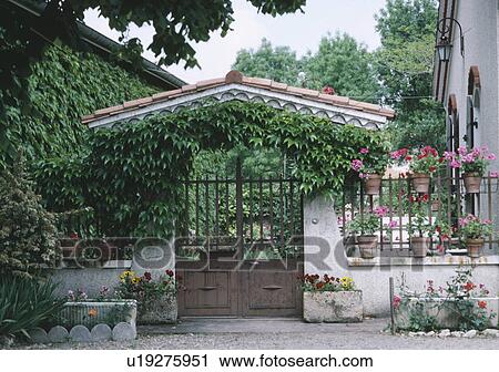 Stock Image - Pink geraniums in pots on railings beside iron gates with pantiled porch covered with parthenocissus. Fotosearch