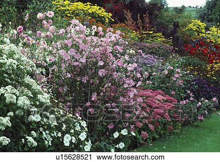 Pink lavatera and colourful perennials in herbaceous border in large country garden in summer View Large Photo Image Stock Image - Pink lavatera and colourful perennials in herbaceous border in large country garden in summer. Fotosearch