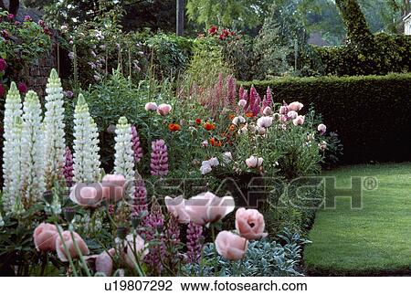 Pink papaver "Orientale 'Mrs Perry" with white and pink lupins in summer garden border View Large Photo Image Stock Image - Pink papaver "Orientale 'Mrs Perry" with white and pink lupins in summer garden border. Fotosearch