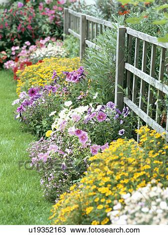 Pink petunias and yellow tagetes in summer garden border View Large Photo Image Stock Image - Pink petunias and yellow tagetes in summer garden border. Fotosearch
