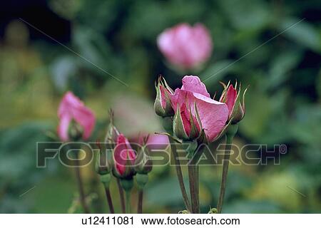 Stock Image - pink, rose, plants. Fotosearch