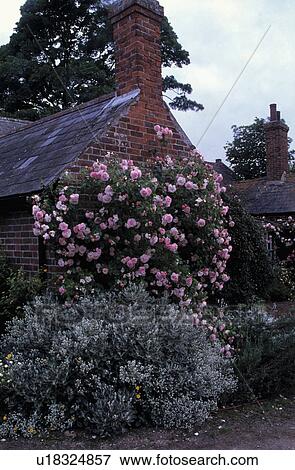 Pink roses and senecio in country garden in summer View Large Photo Image Stock Photo - Pink roses and senecio in country garden in summer. Fotosearch