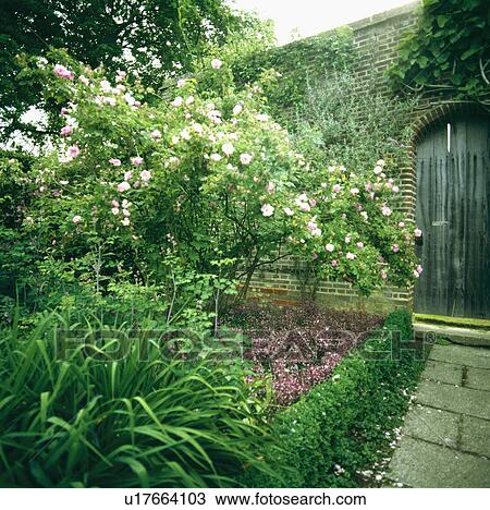 Stock Image - Pink roses in box-edged walled garden. Fotosearch