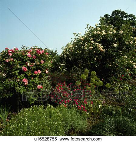 Stock Photography - Pink roses in scented country garden in summer. Fotosearch