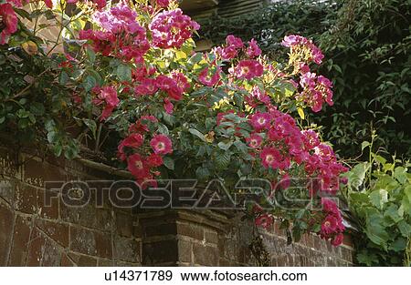 Pink roses on stone wall in country garden in summer View Large Photo Image Stock Photo - Pink roses on stone wall in country garden in summer. Fotosearch