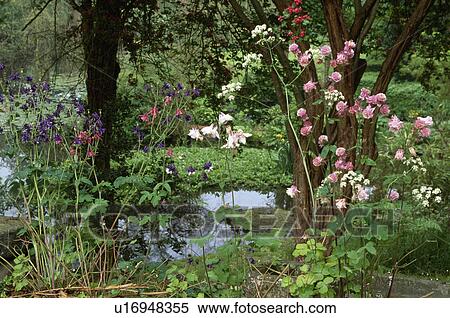 Pink roses on tree beside stream in country garden in summer View Large Photo Image Stock Photography - Pink roses on tree beside stream in country garden in summer. Fotosearch