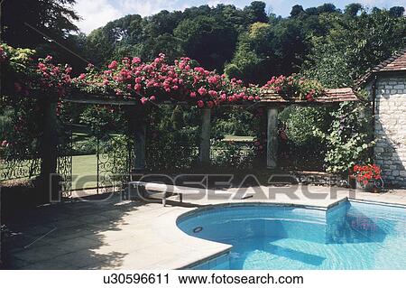 Pink roses on wooden pergola enclosing swimming pool View Large Photo Image Stock Image - Pink roses on wooden pergola enclosing swimming pool. Fotosearch
