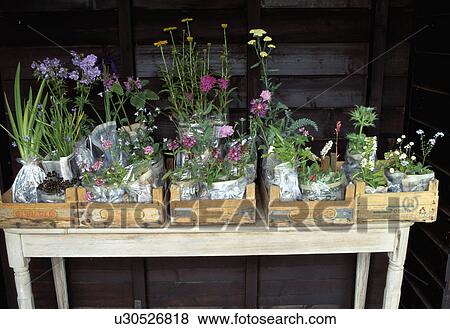 Stock Photo - Plants for sale in country garden. Fotosearch