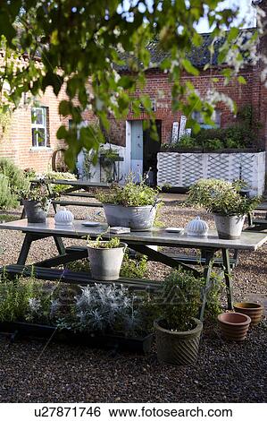 Stock Photograph - Plants in metal containers on table on gravelled courtyard. Fotosearch